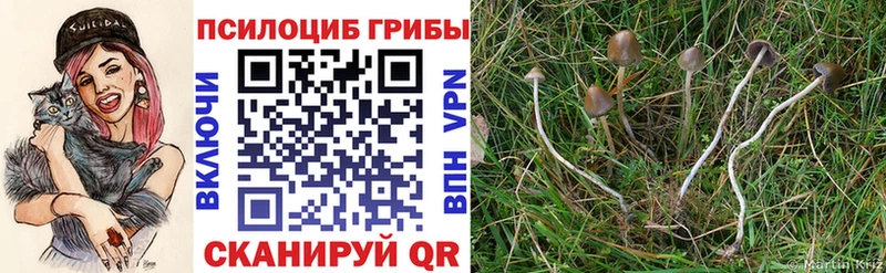 где найти наркотики  Елизово  Галлюциногенные грибы ЛСД 